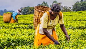 Cueilleuse portant une robe orange récolte des feuilles de thé dans une plantation verdoyante avec un grand panier en osier au dos.