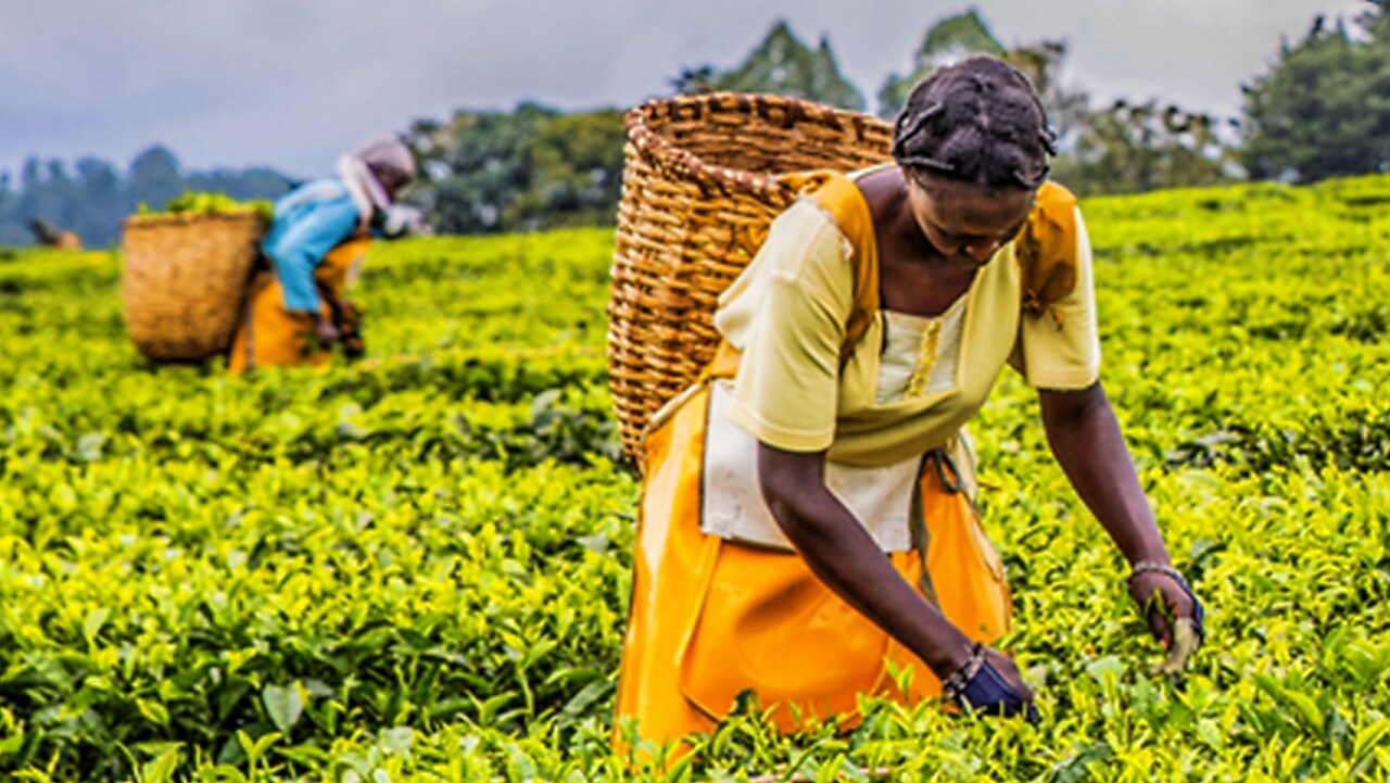 Cueilleuse portant une robe orange récolte des feuilles de thé dans une plantation verdoyante avec un grand panier en osier au dos.